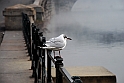 Nebbia 14_01_2011 - Il Po_27